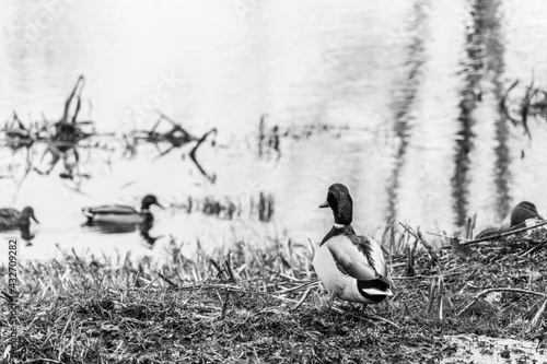 Duck by the water photo