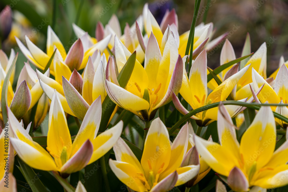 Obraz premium Yellow and white wild forest tulips with green and red leaves and stems. The flowers are full. blurred isolated background.
