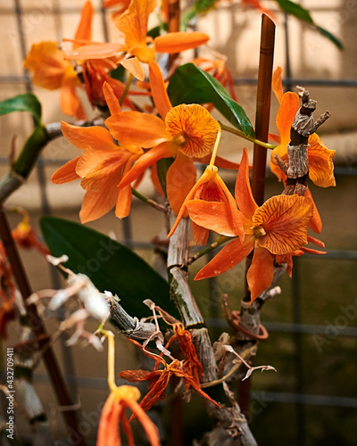Group of orange Prosthechea vitellina flowers. photo