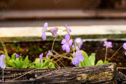 Group of ramonda myconim flowers photo