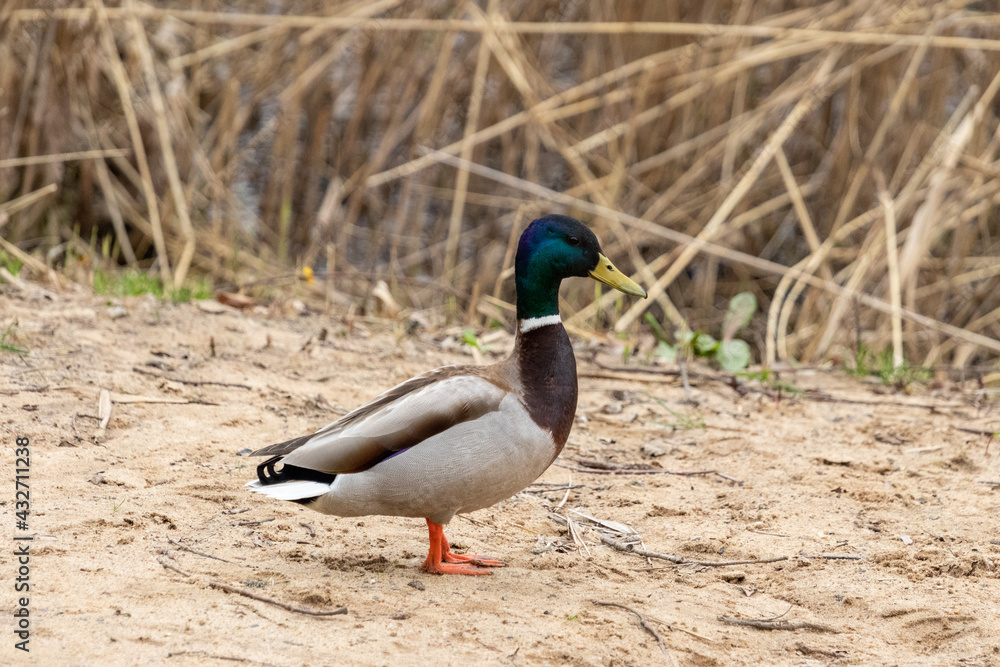 Obraz premium duck on a pond