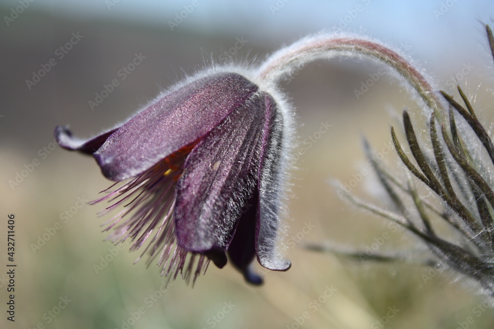 Pulsatilla pratensis, Anemone pratensis, Koniklec luční Pulsatilla pratensis, Anemone pratensis, Koniklec luční