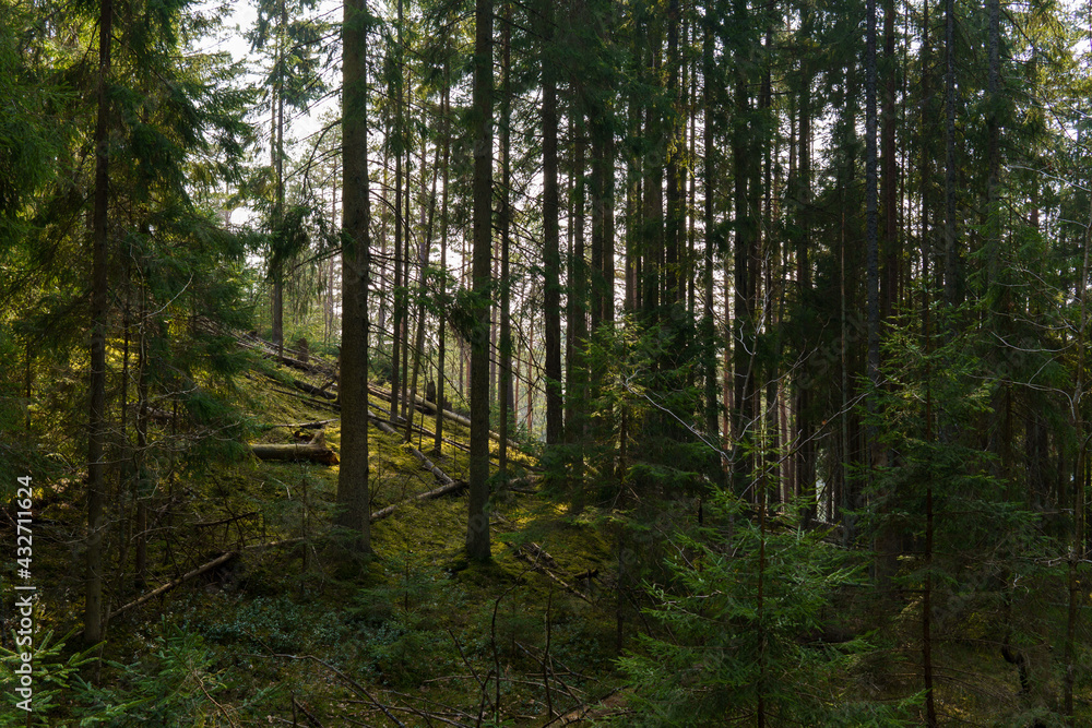 Obraz premium Dark green forest