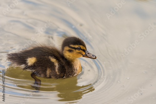 Baby Mallard duck on the Yarkon River in Tel Aviv in an early spring morning. Israel.
