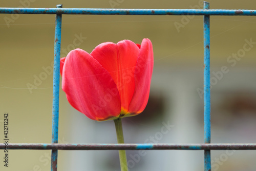 Behind the metal bars is a scarlet tulip.