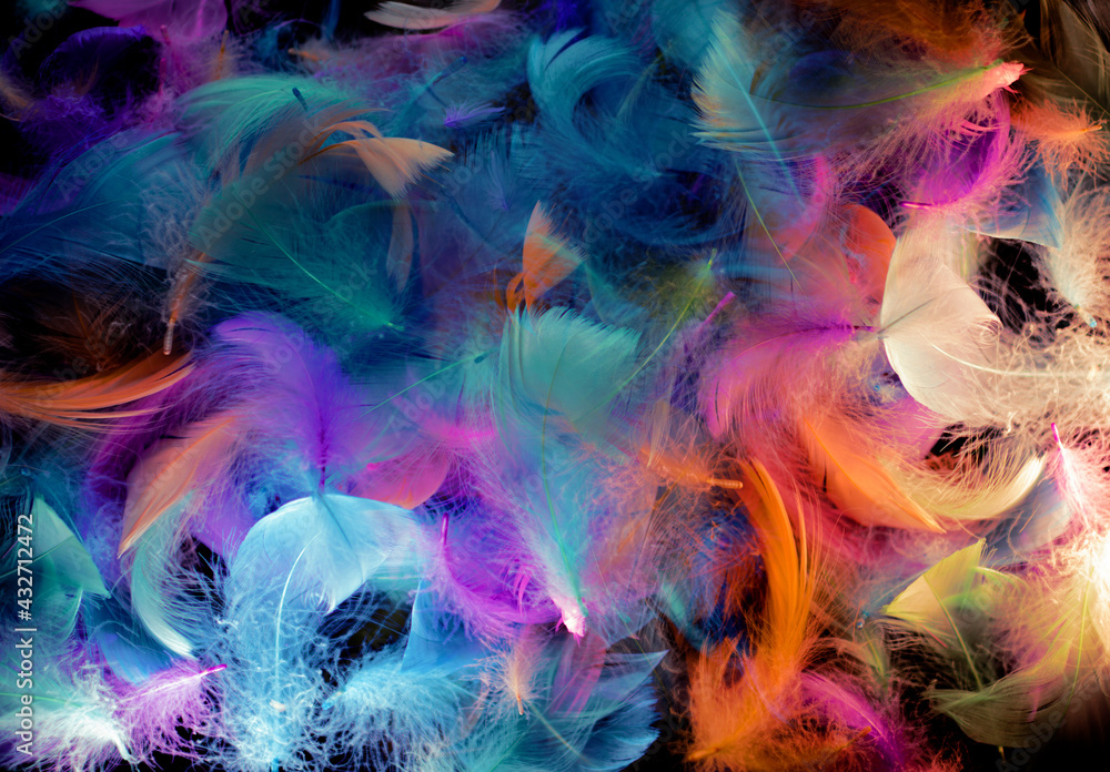 Colorful feathers On a white background Colorful feathers On a white background