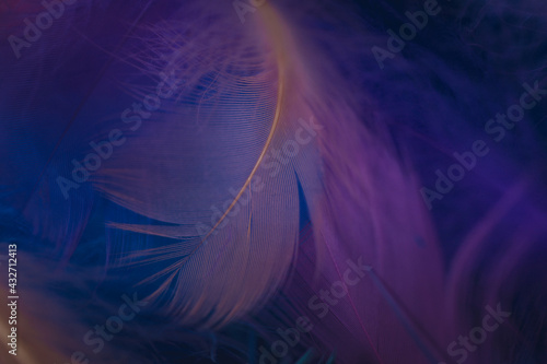 Colorful feathers On a white background
