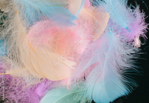 Colorful feathers On a white background