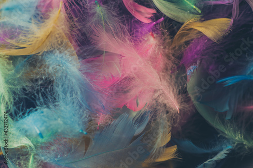 Colorful feathers On a white background