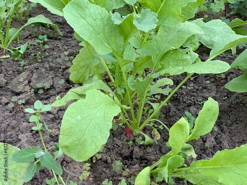 Wallpaper Mural Red radish grows in the garden bed. Garden and vegetable garden concept. Torontodigital.ca