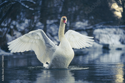 Fototapeta Naklejka Na Ścianę i Meble -  swan on the lake
