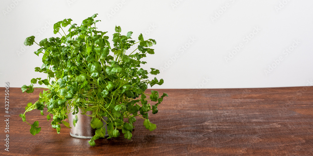 Fresh coriander herb plants on wooden table. Growing own herbs at home. Fresh coriander herb plants on wooden table. Growing own herbs at home.