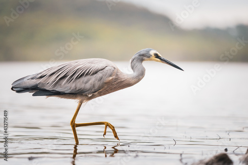 great blue heron ardea cinerea