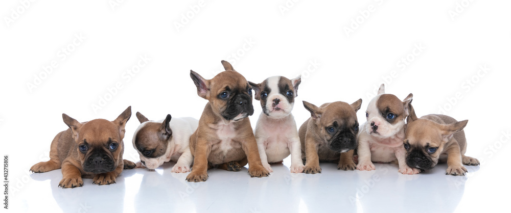 Obraz premium adorable team of little french bulldog puppies looking to side
