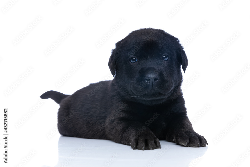 cute labrador retriever dog laying down in studio cute labrador retriever dog laying down in studio