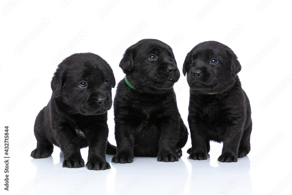 labrador retriever family wearing collar and looking to side labrador retriever family wearing collar and looking to side
