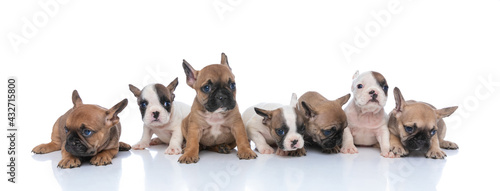 big family of different colors puppies looking to side