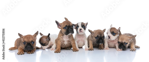 adorable team of little french bulldog puppies looking to side