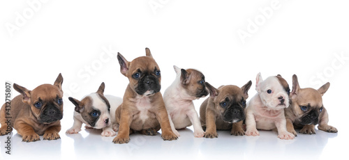 lovely family of seven french bulldog puppies looking to side
