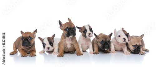 small puppies forming a group looking to side