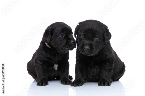 cute loving couple of labrador retriever puppies sitting © Viorel Sima
