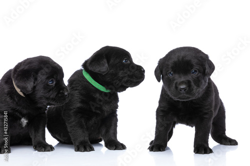 cute group of adorable labrador retriever puppies with collars