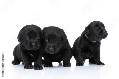 three young labrador retriever brothers looking up and side