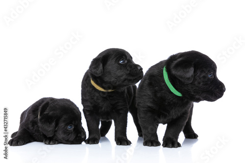 adorable little labrador retriever puppies looking to side