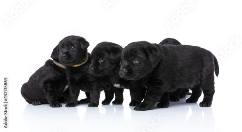 side view of curious small group of five puppies looking to side