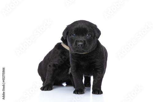 Fototapeta Naklejka Na Ścianę i Meble -  adorable little labrador retriever puppy standing in front of his brother