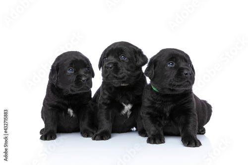 adorable family of three small puppies looking up and side