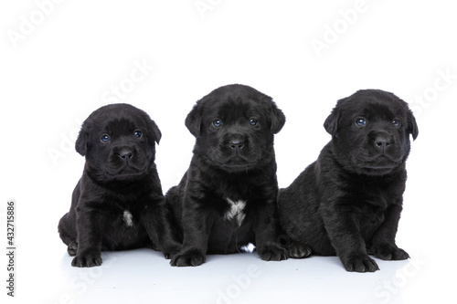 cute line of three labrador retriever puppies looking up