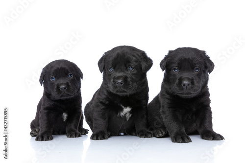 adorable family of three little labrador retriever puppies sitting