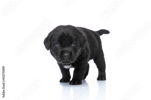 Fototapeta Naklejka Na Ścianę i Meble -  cute black labrador retriever puppy standing and looking to side