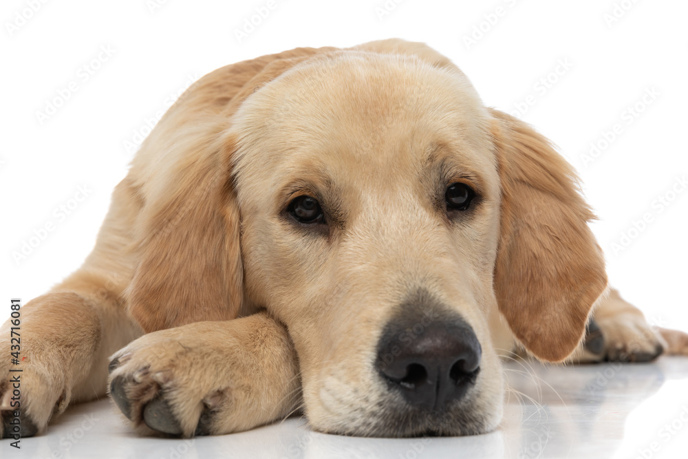 golden retriever dog resting his head on his paw