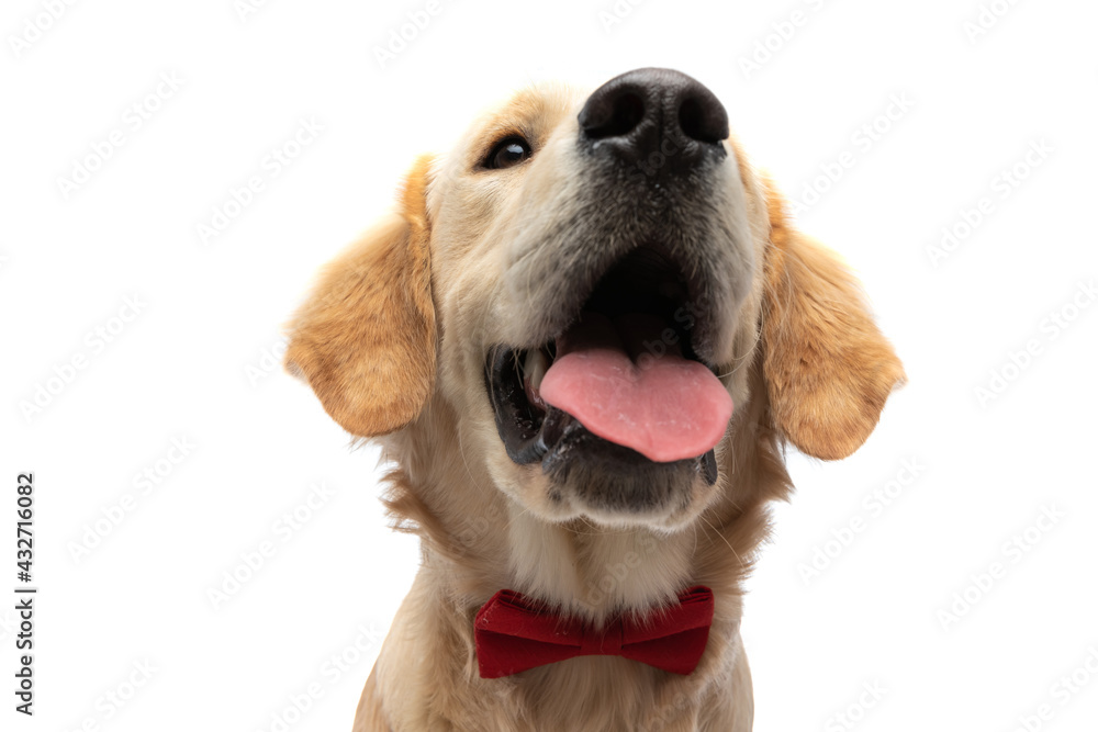 golden retriever dog sticking out his tongue