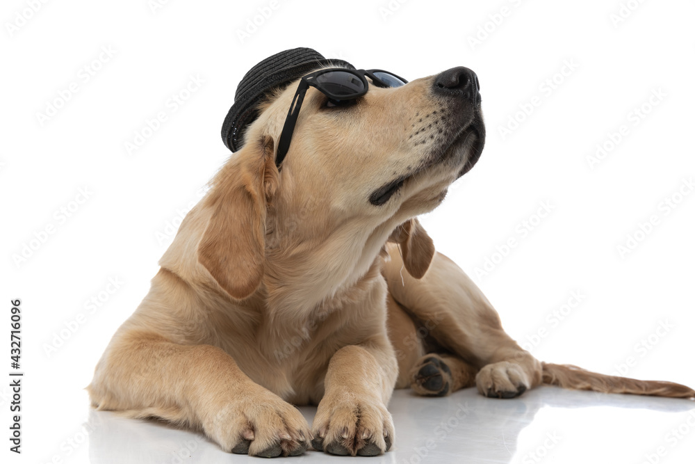 golden retriever dog wearing sunglasses and a hat