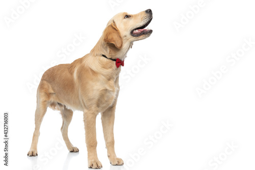 golden retriever dog looking aside  sticking out his tongue