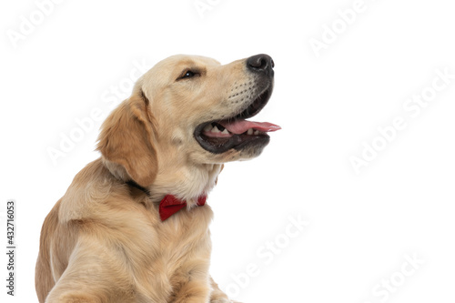 golden retriever dog looking aside, panting