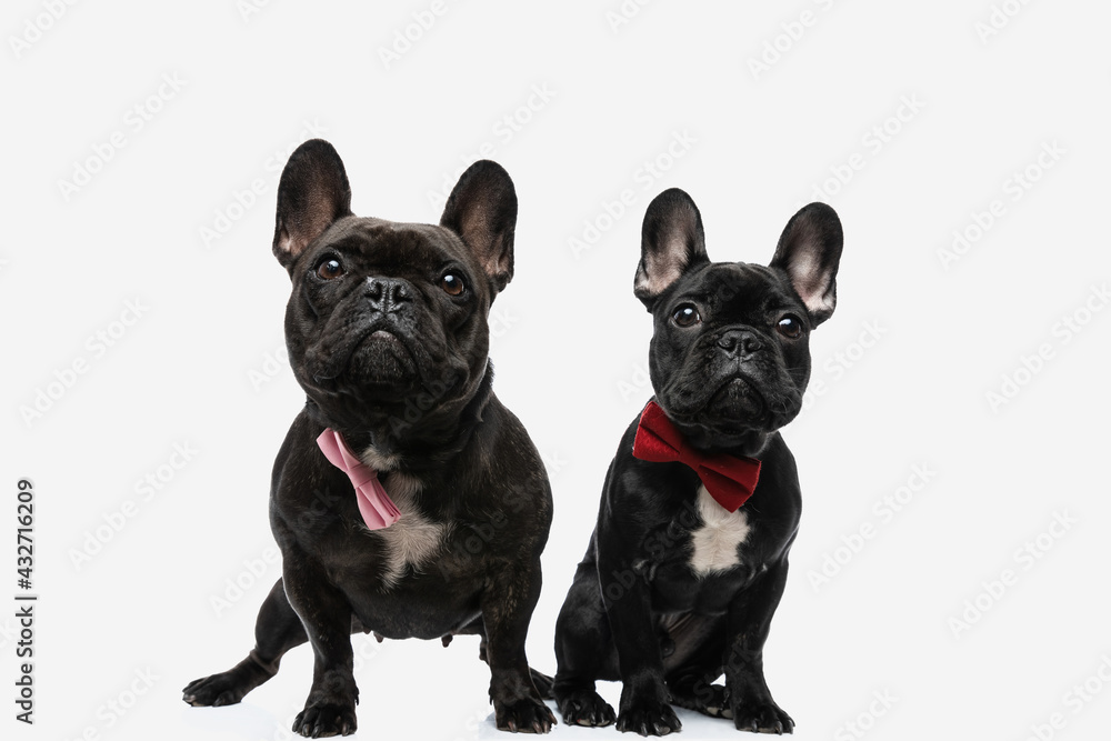 elegant french bulldog dogs wearing a bowtie