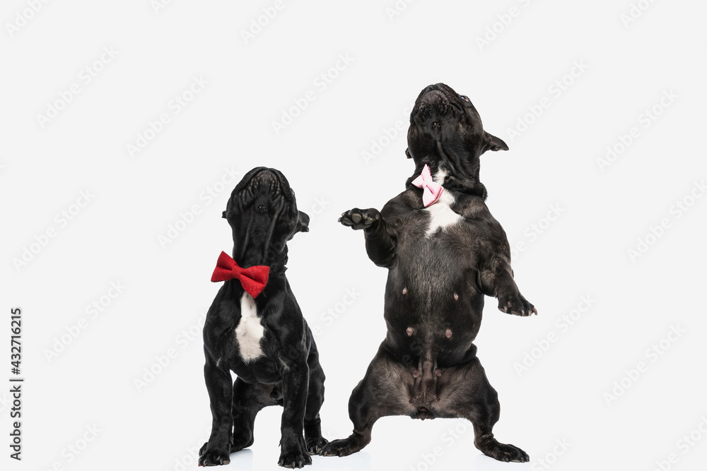french bulldog dogs standing on hind legs, looking up french bulldog dogs standing on hind legs, looking up