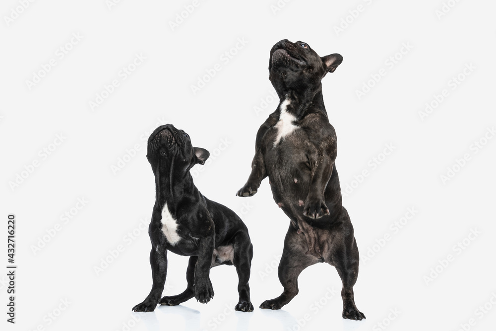 two french bulldog dogs raising on their hind legs