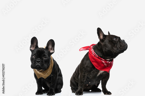 Fototapeta Naklejka Na Ścianę i Meble -  two french bulldog dogs being mad at each other