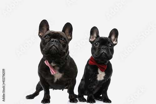 elegant french bulldog dogs wearing a bowtie © Viorel Sima