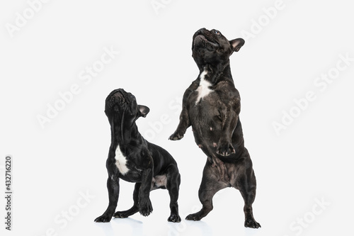 two french bulldog dogs raising on their hind legs © Viorel Sima
