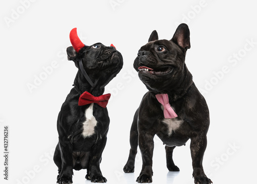Fototapeta Naklejka Na Ścianę i Meble -  french bulldog dogs are wearing devil horns and bowtie