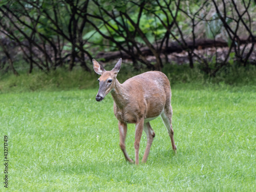 Deer Prancing in a Meadow