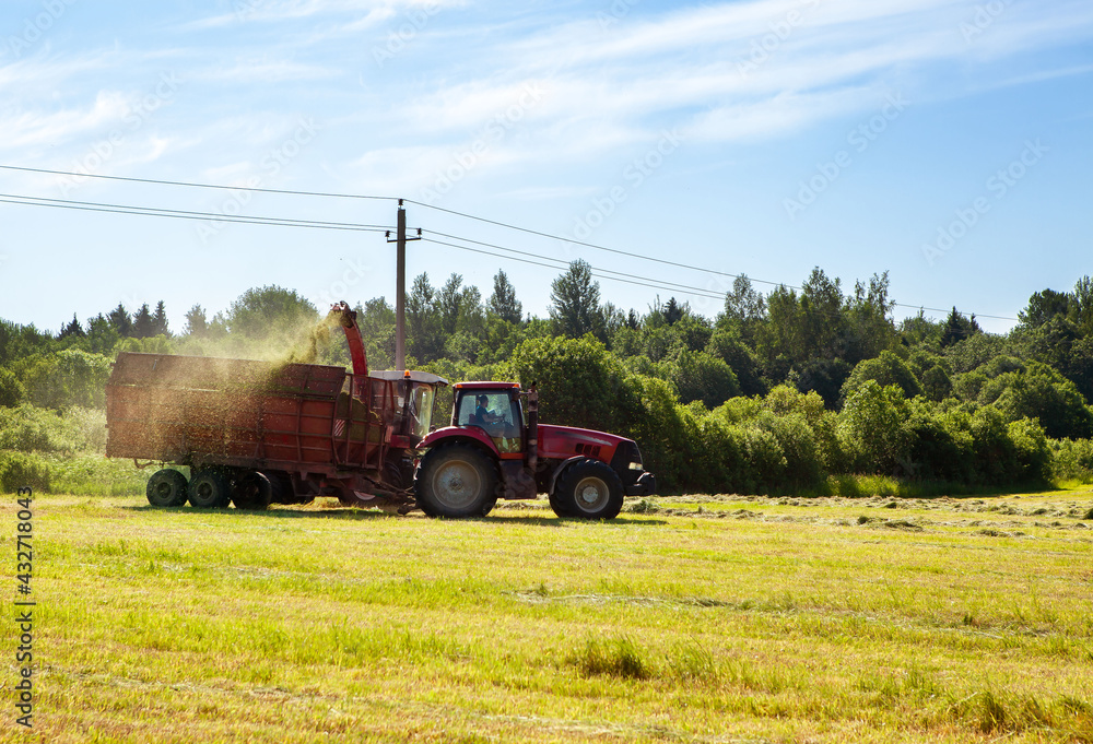 Obraz premium Hay harvesting in the field. The harvester collects the cut grass in the tractor trailer.