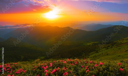 scenic summer dawn floral image  amazing mountains landscape with blooming flowers at morning sunrise  scenic nature scenery  Carpathians  border Ukraine - Romania  Europe   Marmarosy 