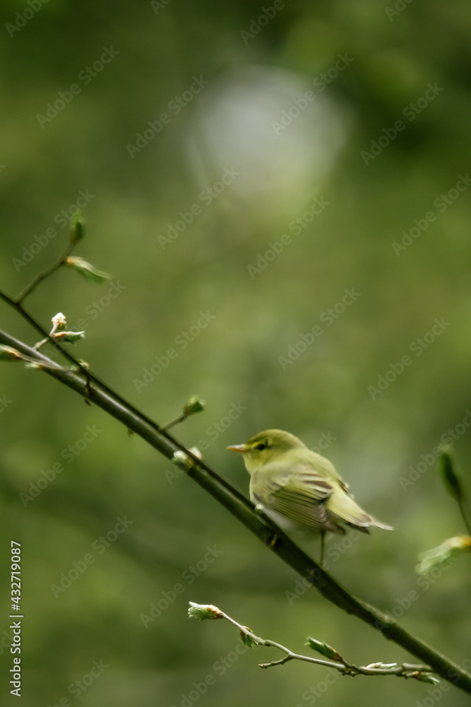 Naklejka premium bird on a branch